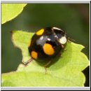 Harmonia axyridis - Asiatischer Marienkaefer 35.jpg